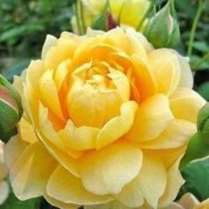 Meet your Posher, Karina